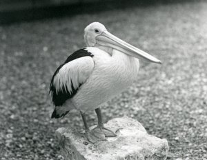 1929年、ロンドン動物園の石の上に立つオーストラリアン・ペリカン（モノクロ写真 作： Frederick William Bond