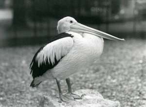 1929年、ロンドン動物園の石の上に立つオーストラリアン・ペリカン（モノクロ写真 作： Frederick William Bond