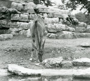 1929年、ロンドン動物園のアンテロープ・パドックで草を食むイーランド（モノクロ写真 作： Frederick William Bond
