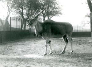 1925年6月にロンドン動物園のパドックにいるエランド 作： Frederick William Bond