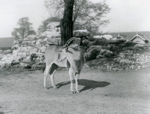 1929年、ロンドン動物園のパドックに立つイーランド（モノクロ写真 作： Frederick William Bond