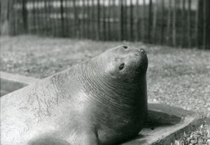 1930年、ロンドン動物園のプールで休むゾウアザラシ（モノクロ写真 作： Frederick William Bond
