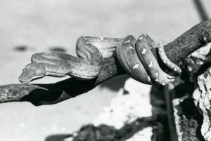 枝に巻きついたエメラルドツリーボア（ロンドン動物園、1928年10月）（モノクロ写真 作： Frederick William Bond