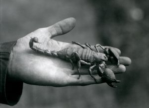 1925年10月、ロンドン動物園で飼育員の手のひらの上で行われたスコーピオン皇帝 作： Frederick William Bond