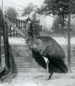 1927年9月のロンドン動物園のエミュー 作： Frederick William Bond