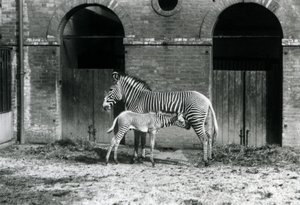 1927年8月にロンドン動物園のパドックで絶滅危惧種のGrevysImperial Zebraが4日齢の子馬に餌をあげて立っている 作： Frederick William Bond