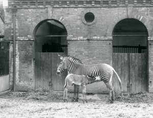 1927年にロンドン動物園のパドックで、絶滅の危機に瀕したGrevysImperial Zebraが子馬に餌をあげて立っている 作： Frederick William Bond