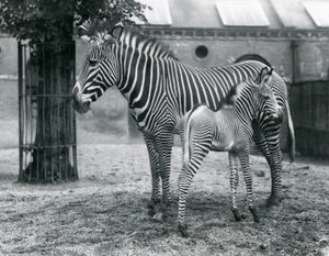 1927年8月にロンドン動物園のパドックで絶滅危惧種のGrevysImperial Zebraが4日齢の子馬と一緒に立っています。 作： Frederick William Bond