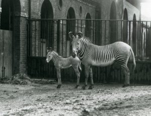 1927年8月にロンドン動物園のパドックで絶滅危惧種のGrevysImperial Zebraが4日齢の子馬と一緒に立っています。 作： Frederick William Bond