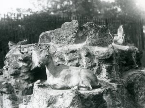 1927年8月、ロンドン動物園の岩棚で休んでいるヒマラヤアイベックス 作： Frederick William Bond