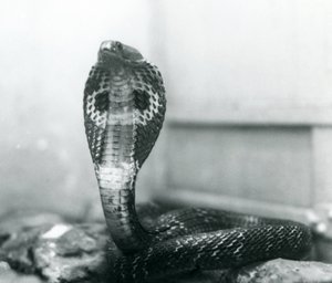 1925年10月、ロンドン動物園、頭が高く、フードがフレアになっているIndianSpectacledAsianBinocellate Cobra 作： Frederick William Bond