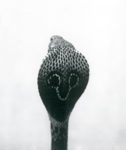 1925年10月、ロンドン動物園、頭が高く、フードがフレアになっているIndianSpectacledAsianBinocellate Cobra 作： Frederick William Bond