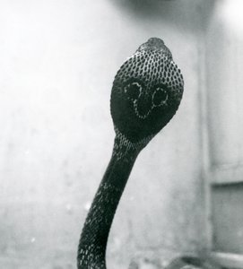 1925年10月、ロンドン動物園、頭が高く、フードがフレアになっているIndianSpectacledAsianBinocellate Cobra 作： Frederick William Bond