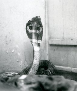 1925年10月、ロンドン動物園、頭が高く、フードがフレアになっているIndianSpectacledAsianBinocellate Cobra 作： Frederick William Bond