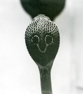 1925年10月、ロンドン動物園、頭が高く、フードがフレアになっているIndianSpectacledAsianBinocellate Cobra 作： Frederick William Bond