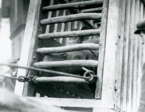 1924年にロンドン動物園に到着すると、インドのサイが木造の輸送箱を覗きます 作： Frederick William Bond