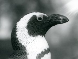 1925年9月、ロンドン動物園での大人のクロアシデジャックスアフリカンペンギン