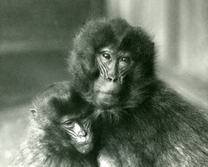 1925年1月にロンドン動物園で成人した若いジェラーダ出血ハートモンキー