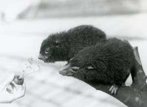 大人と若いウエスタンツリーハイラックスが枝に座って、彼らが食べるために開催されているニンジンのトップ、ロンドン動物園に寄りかかっています。 作： Frederick William Bond