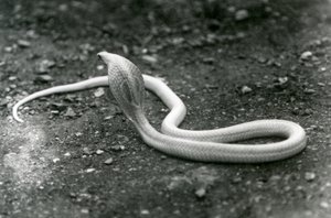 1924年9月にロンドン動物園で頭を上げてフードを広げたアルビノIndianSpectacledAsianBinocellate Cobra 作： Frederick William Bond