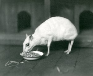 1926年にロンドン動物園でボウルから食べたアルビノジャワChevrotainJavaマウス鹿 作： Frederick William Bond