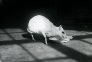 1926年12月、ロンドン動物園の料理を食べるアルビノシボレー 作： Frederick William Bond