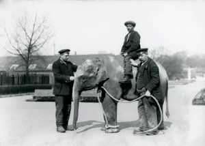 1922年6月にロンドン動物園で飼育員A.チャーチとH.ロバートソンと一緒に育ったインド象の赤ちゃん