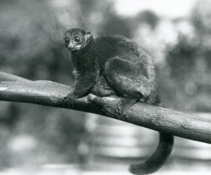 1929年10月、ロンドン動物園で枝の上で休む絶滅危惧種のコケルジャイアントマウスキツネザル／コケルジャイアントマウスキツネザル／サザンジャイアントマウスキツネザル（モノクロ写真）。 作： Frederick William Bond