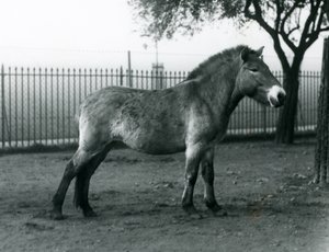 1927年10月、絶滅危惧種のPrzewalskis Wild Horseがロンドン動物園のパドックに立っています。 作： Frederick William Bond