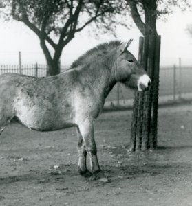 1927年10月、絶滅危惧種のPrzewalskis Wild Horseがロンドン動物園のパドックに立っています。 作： Frederick William Bond