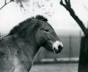 1927年10月、ロンドン動物園のパドックに絶滅危惧種のPrzewalskis野生馬が立っています。 作： Frederick William Bond