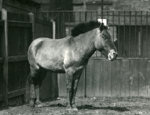 1927年に絶滅危惧種のPrzewalskisの野生の馬がロンドン動物園のパドックに立っています。 作： Frederick William Bond