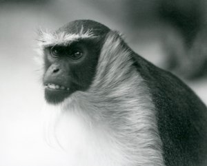 1927年にロンドン動物園で絶滅危惧種のロロウェイモンキー