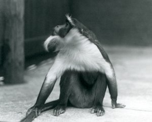 絶滅危惧種のロロウェイモンキーが地面に座って、上を向いて、尾を押さえながら、ロンドン動物園、1927年