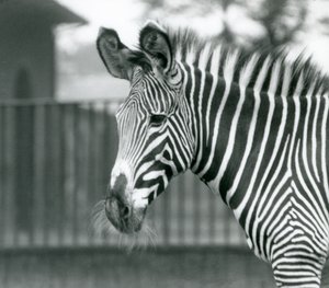 絶滅危惧種のグレビーシマウマの雌／雌（ロンドン動物園、1926年7月）（モノクロ写真 作： Frederick William Bond