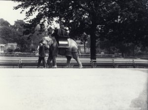 1914年5月、ロンドン動物園で飼育係に率いられながら、2人の女性と1人の子供に乗るアジアゾウ「ジェシー」 作： Frederick William Bond