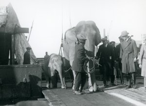 1927年にロンドン動物園に向かう途中のボートから降りるアジアゾウ
