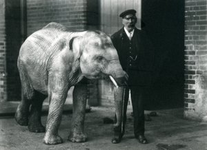 1915年11月、ロンドン動物園の飼育員チャールズエイルズと一緒に赤ちゃんアジア象