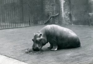 1920年9月、ロンドン動物園で食べる赤ちゃんカバ「ジョアン」 作： Frederick William Bond