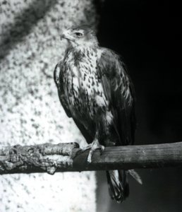 1925年9月、ロンドン動物園の支店で休んでいるボネリスイーグル 作： Frederick William Bond