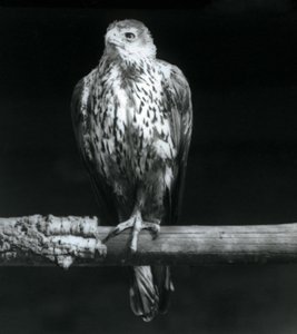 1925年9月、ロンドン動物園の支店で休んでいるボネリスイーグル 作： Frederick William Bond