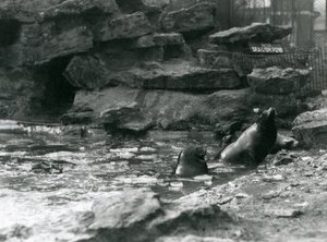 プールに氷を張ったカリフォルニア・アシカ（ロンドン動物園