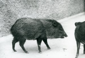 1927年にロンドン動物園で首輪を付けられたペッカリー 作： Frederick William Bond