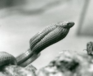 1930年、ロンドン動物園のエッグイーター・スネーク（モノクロ写真