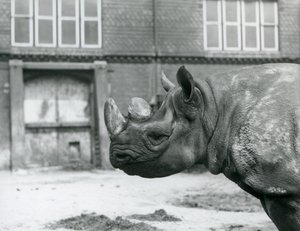 ロンドン動物園の黒サイ（メス）「Eliza 作： Frederick William Bond