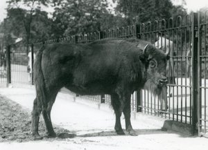 パドックのバーに立つヨーロッパバイソンの「ジョージナ」（ロンドン動物園 作： Frederick William Bond
