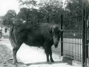 1926年8月12日、ロンドンの動物園にあるパドックのバーでヨーロッパのバイソンジョージナ 作： Frederick William Bond