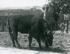1926年8月12日、ロンドンの動物園のパドックで草を食べるヨーロッパのバイソンジュリア 作： Frederick William Bond