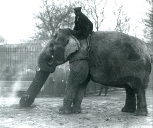 1925年にロンドン動物園で飼育されているアジアゾウの女性、インディアラニ、幹とともに木材を動かす