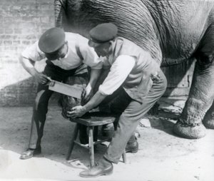 1926年8月、ロンドン動物園で飼育係が足を整えたアジアゾウの女性 作： Frederick William Bond